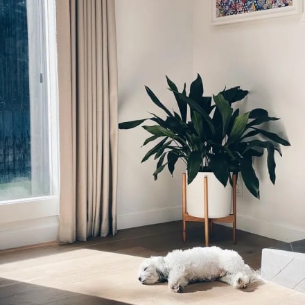 Home Plants