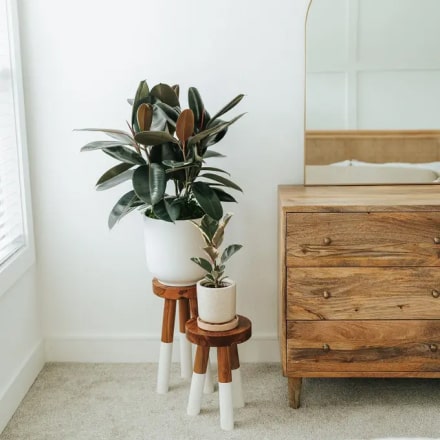 Home Plants