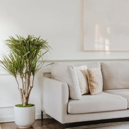 Home Plants