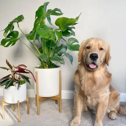Home Plants